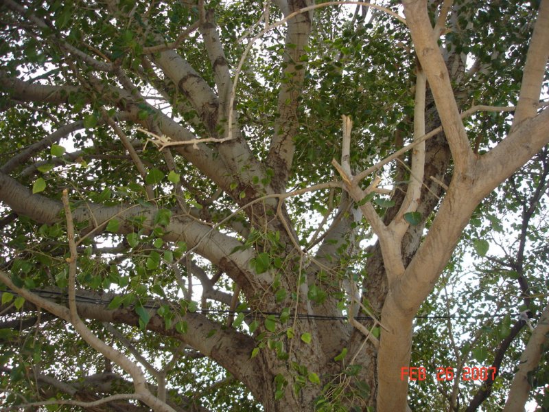 ashwaththavruksha2.jpg